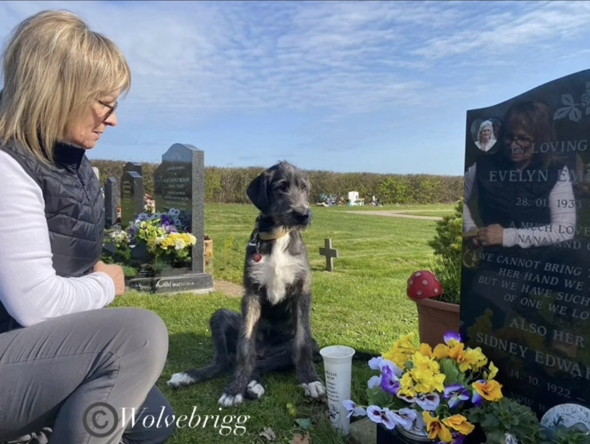 Wolvebrigg Irish Wolfhounds tweet media