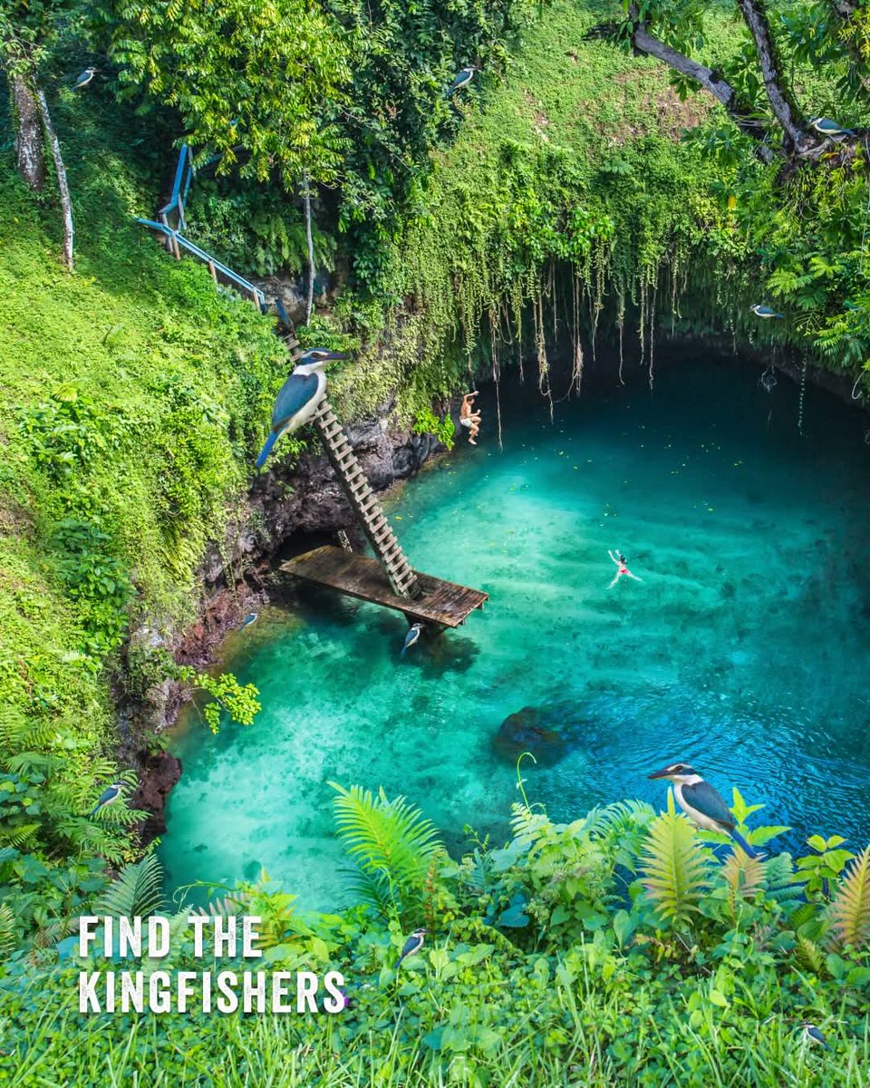 RepPlusUK's tweet image. Samoa is home to more than 75 colourful bird species that can be spotted in the rainforests – though some can be elusive like the rare Manumā. 

Start your Samoan birding adventure with these lovely species. Did you find them all?

 #BeautifulSamoa #RepPlusClient