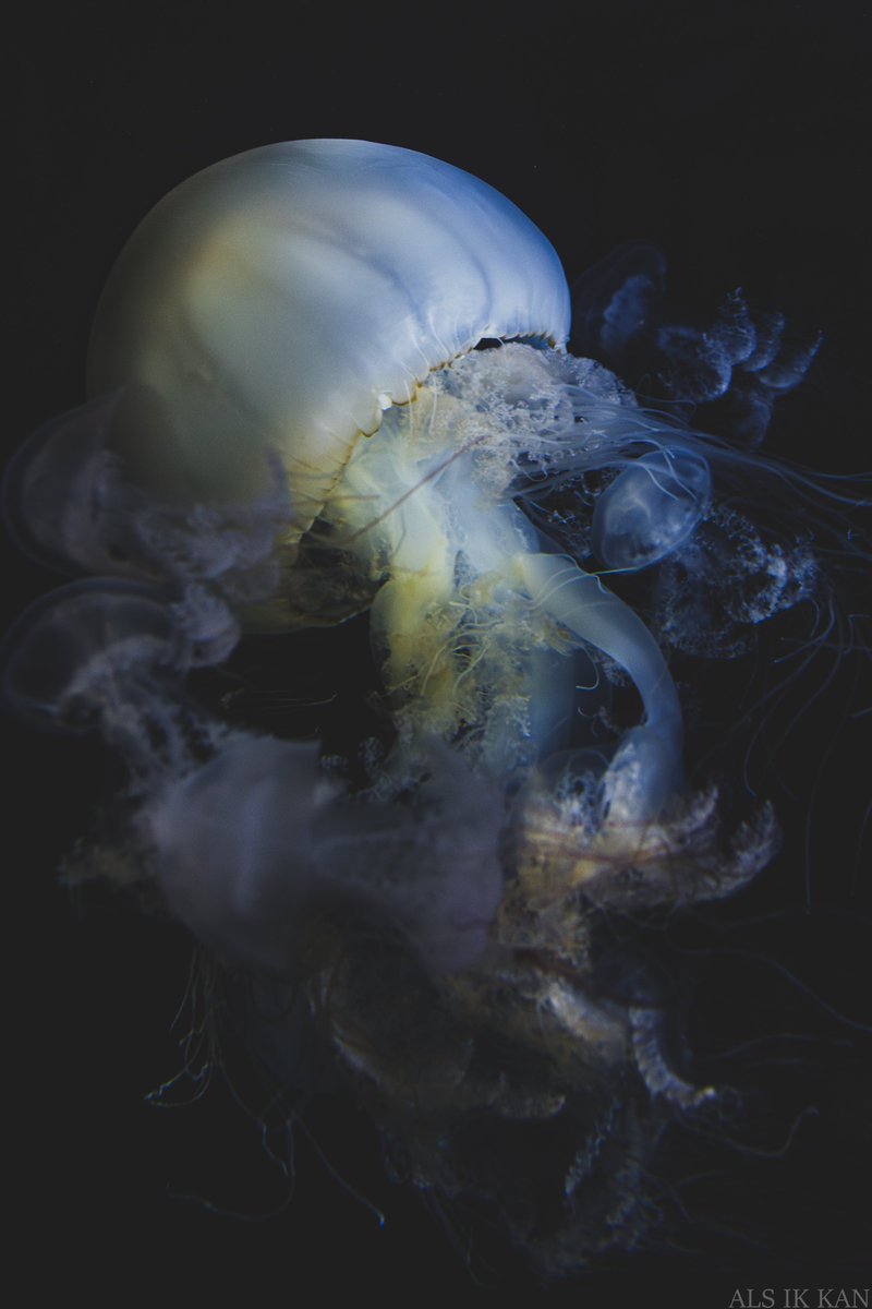 メダカちゃん tweet media