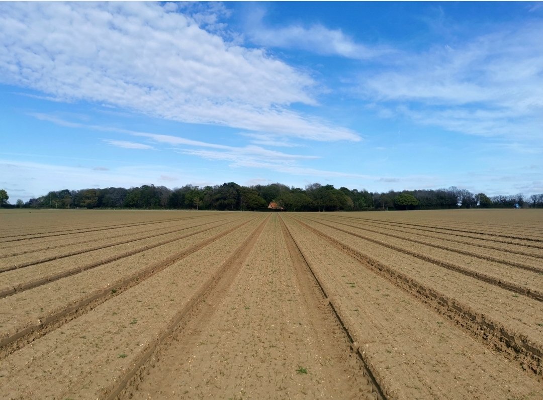 Desert Rose tweet media