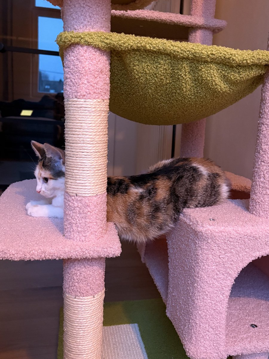 ryn (& apple) ‧₊ 🍒 ᵎᵎ tweet media