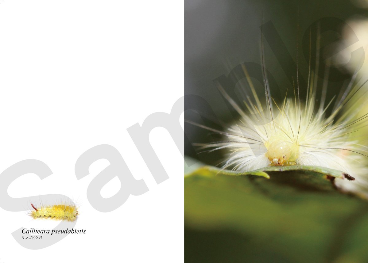 芋活.com【公式】 tweet media