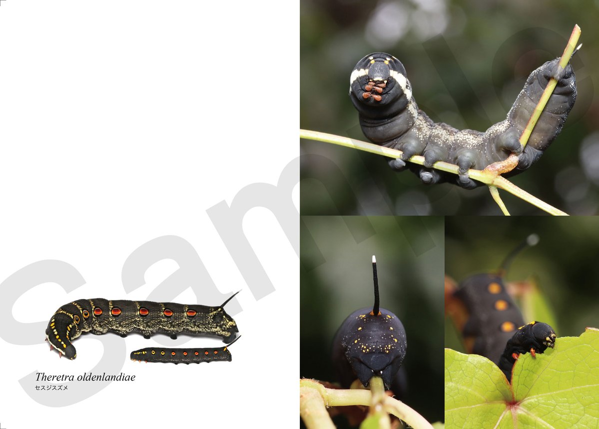 芋活.com【公式】 tweet media