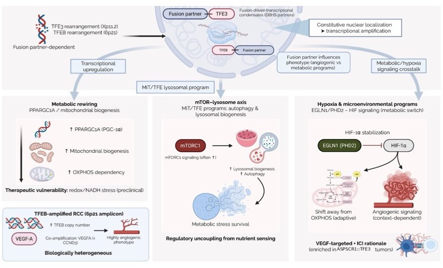 Mario Balsa tweet media
