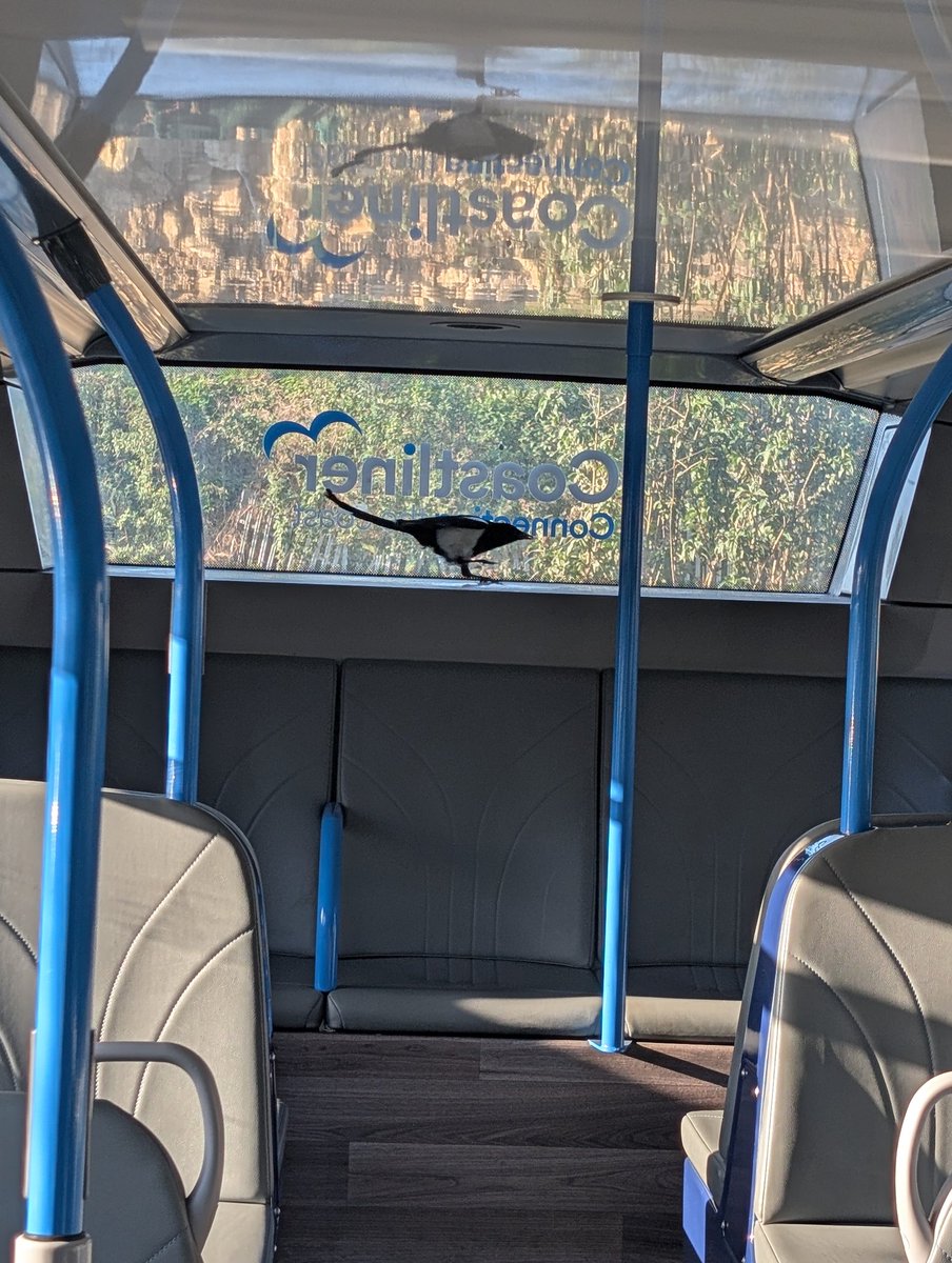 Emily Hornett 🚌 ✈️ 🏳️‍⚧️ tweet media