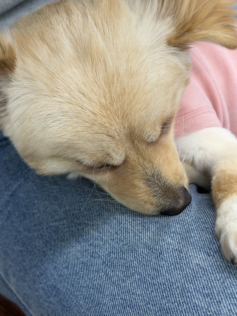 가족 찾는 털뭉치들🐾 tweet media