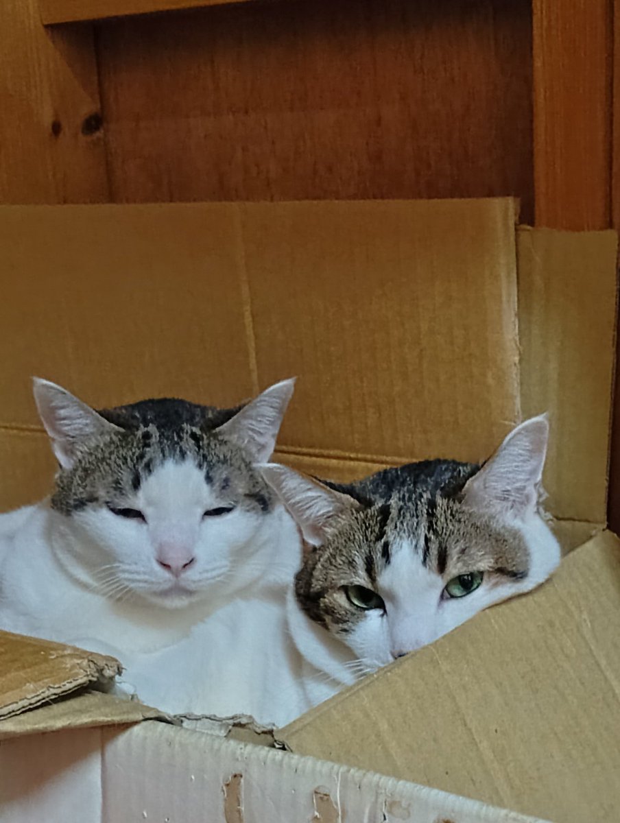 ちび選手 tweet media