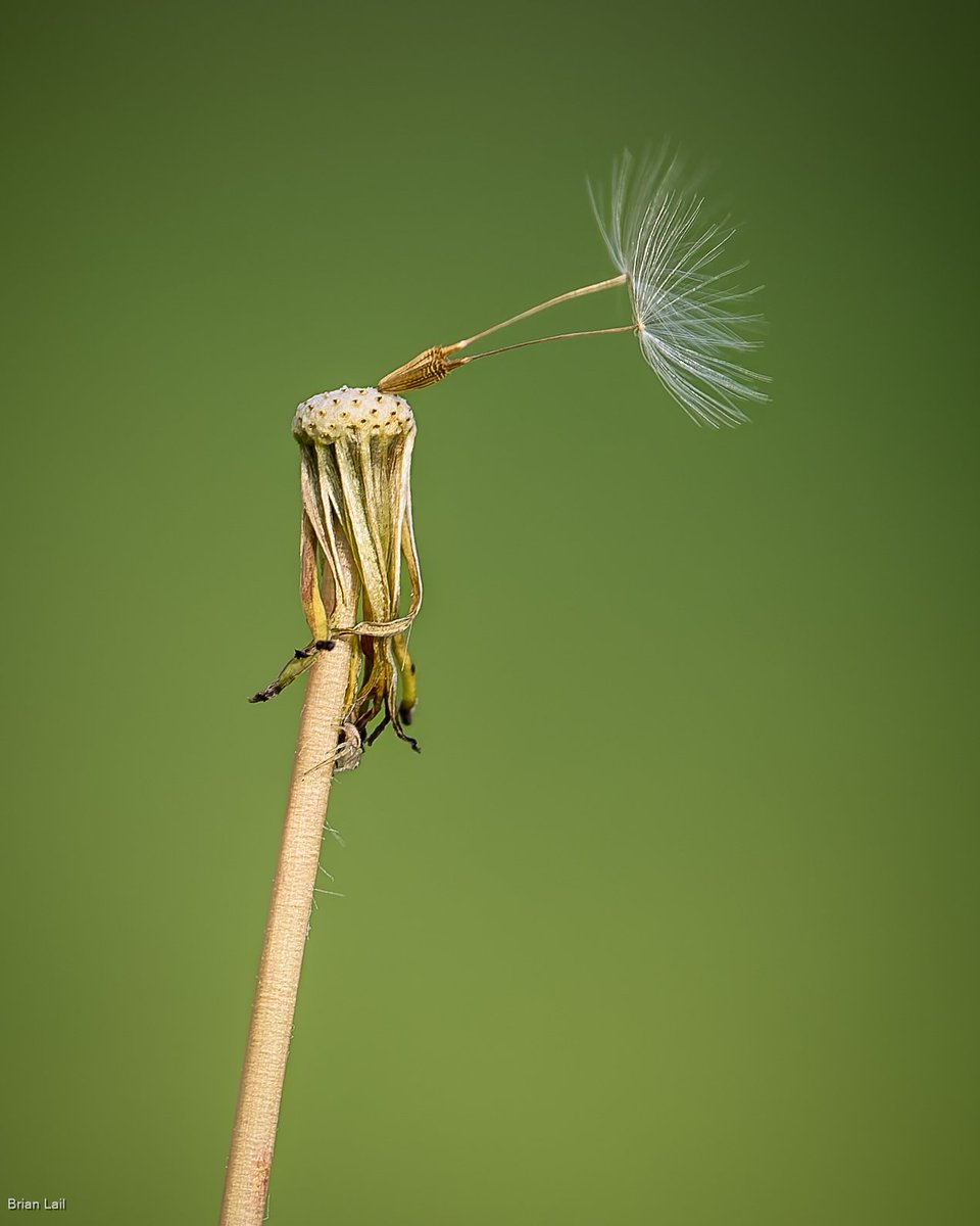 Brian ☀️🌏🌘 tweet media