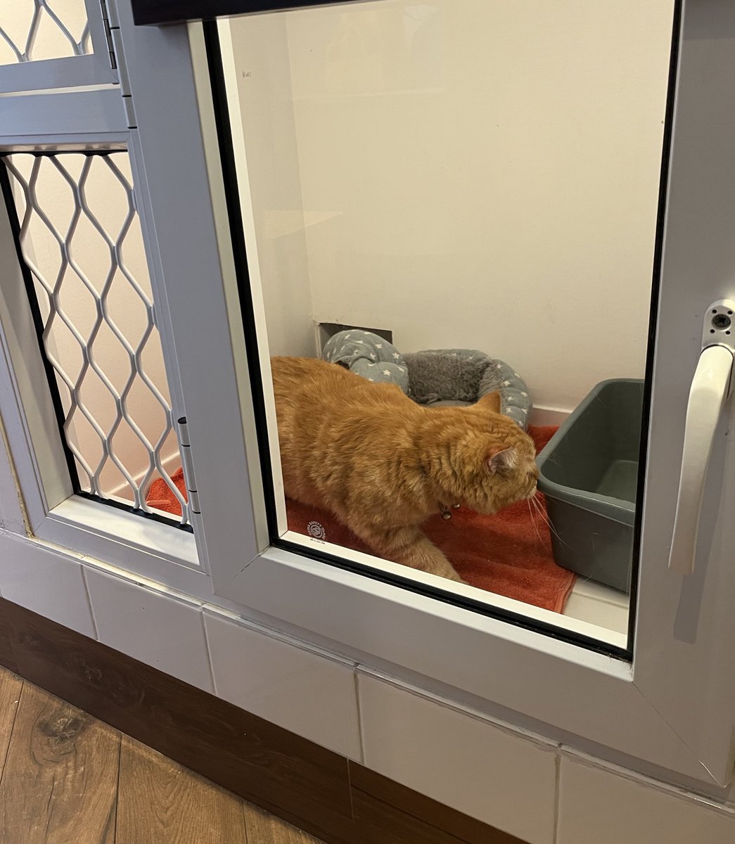 Adung & Imut 🐈 tweet media