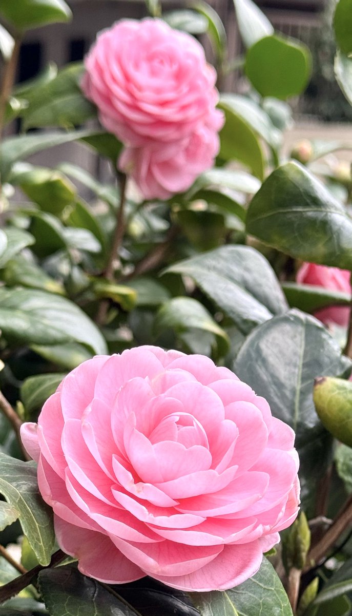 なおみ2022 tweet media