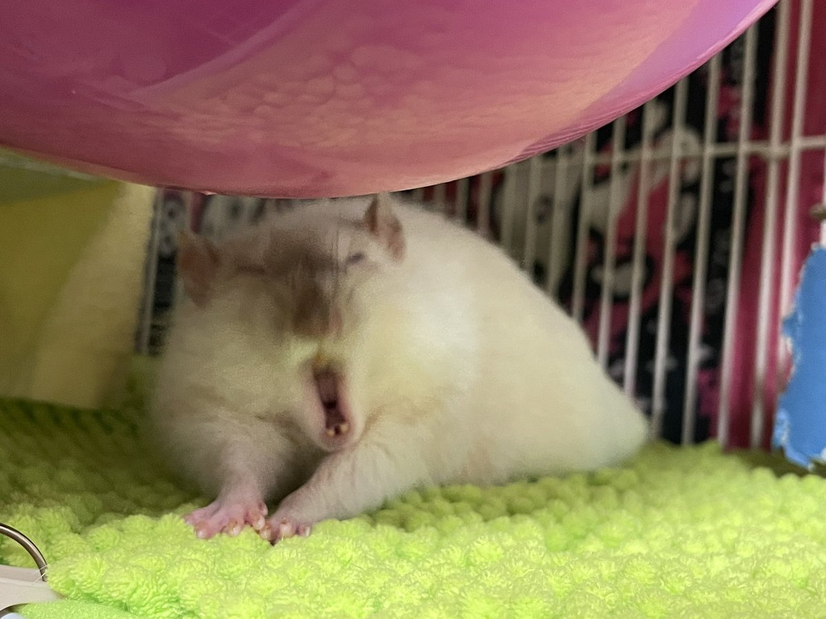 七変化 tweet media