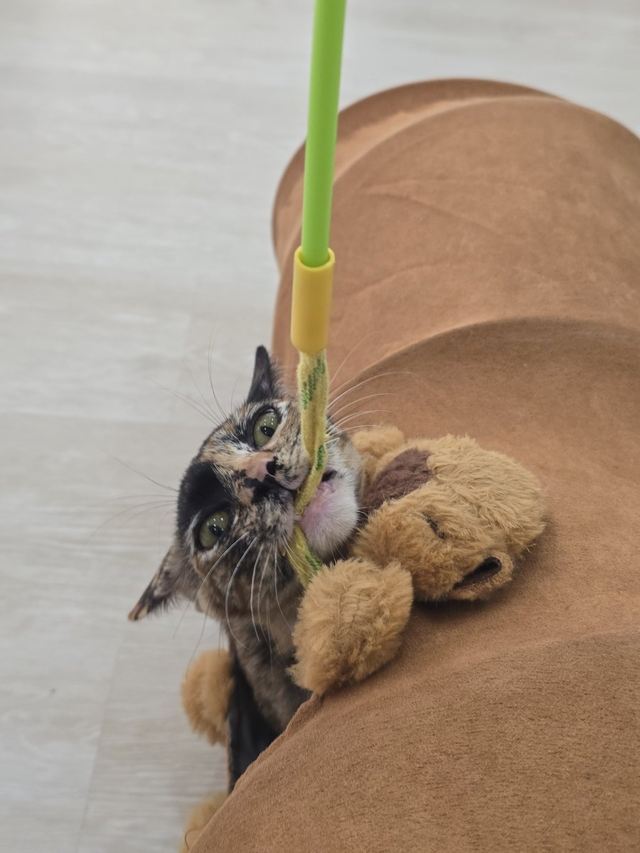 /ᐠ._. ྀིマ เป็ดแป้กฟหกด่าสว. tweet media