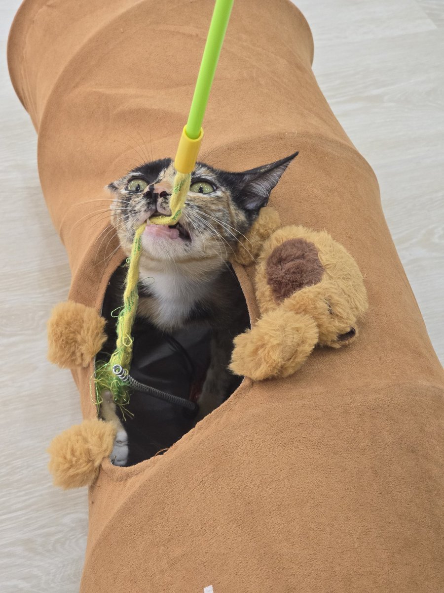 /ᐠ._. ྀིマ เป็ดแป้กฟหกด่าสว. tweet media