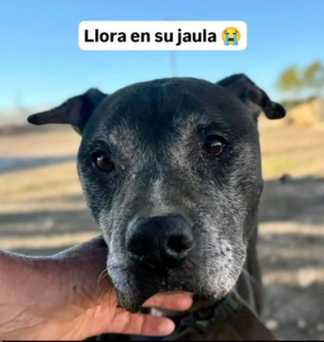 BurkManuela's tweet photo. SOS 🆘 🆘 SOOOS 😥
#Murcia/#Alicante
PPP
Bueno tranquilo
Leishmaniosis 😥
Mayor 
LO ESTÁ PASANDO 💔
MUY MAL

https://t.co/y4aFqewYng https://t.co/RXm79aQ0uJ