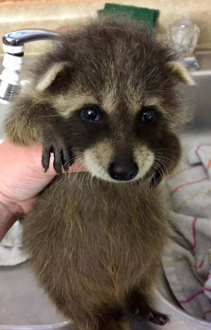 Lucky 🐾 tweet media