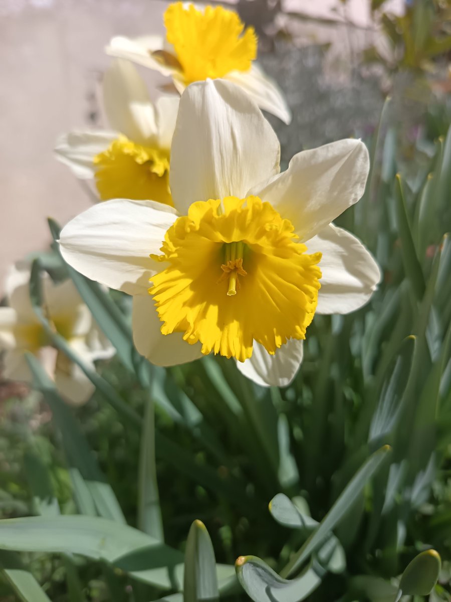 Illés Éva tweet media