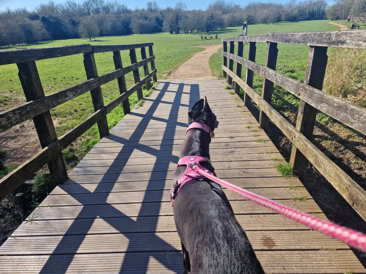 💜PearlyWhirlyGreyhound💜 tweet media