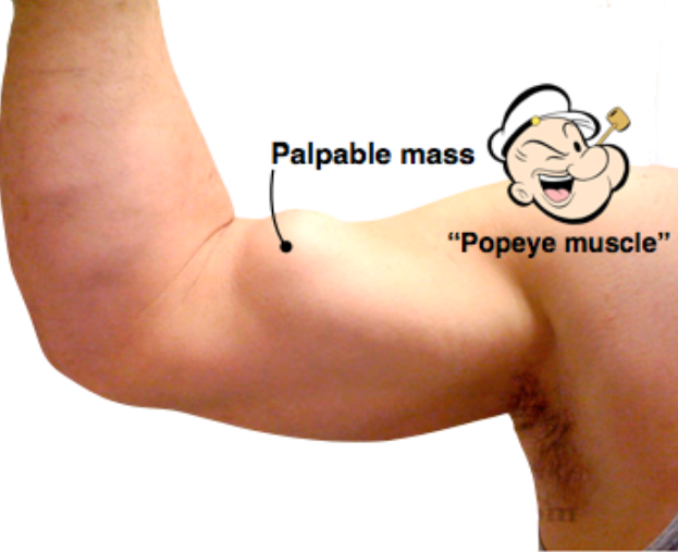 The Body Explained | Anatomy, Physiology, Medicine tweet media