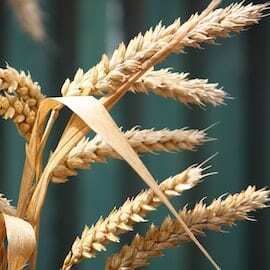 AgTechBreakthrough tweet media