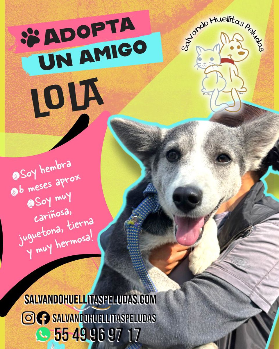 Farandula021's tweet photo. ¡Lola te necesita! 🐾✨
Cariñosa, tierna y juguetona busca un hogar y puedes ser tú. ¡Ayúdanos a darles una segunda oportunidad! Compartir, también ayuda 🫶🏼 https://t.co/AOimrS83Wv