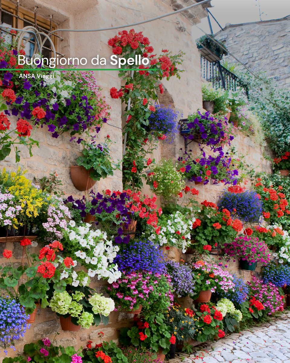 ANSA_Viaggi's tweet photo. Buongiorno da Spello, #Umbria.
#ANSAViaggi https://t.co/NO3mVMA3i9