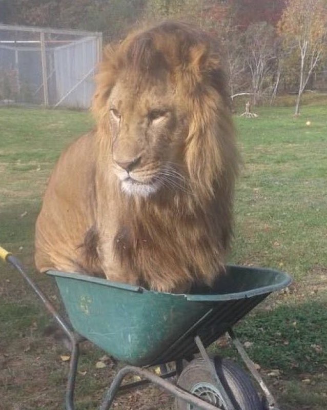 Mercury98568210's tweet photo. the lion doesn’t concern himself with whatever it is🙃 https://t.co/g1rXTOp19p