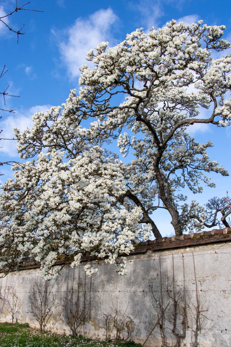 Château de Versailles tweet media