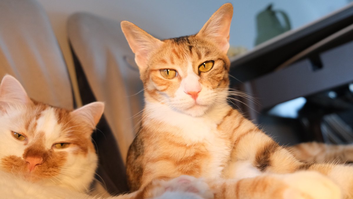 leonard handrahan tweet media