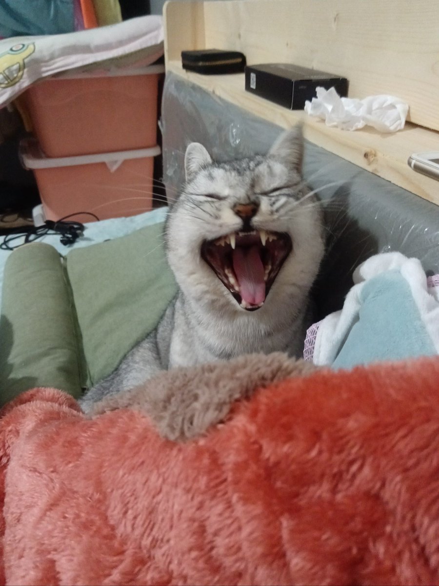 Mariam M tweet media