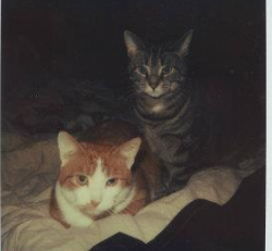 Silby GrayCat tweet media