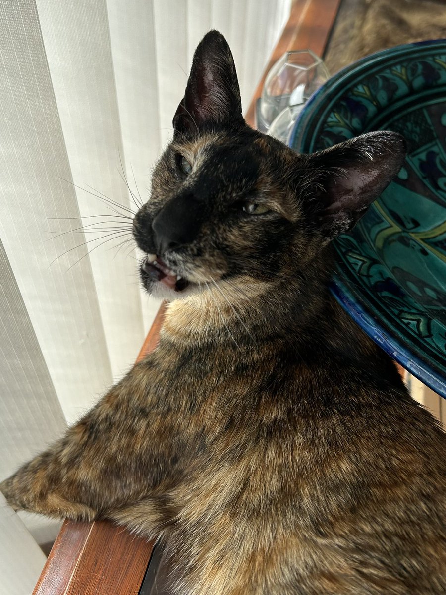 D.V. Catt tweet media