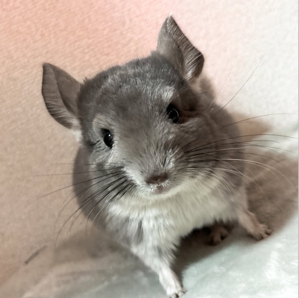 ペットショップLittletail（リトルテール） tweet media