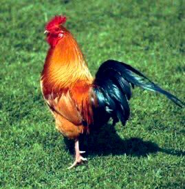 Dr Farouk tweet media