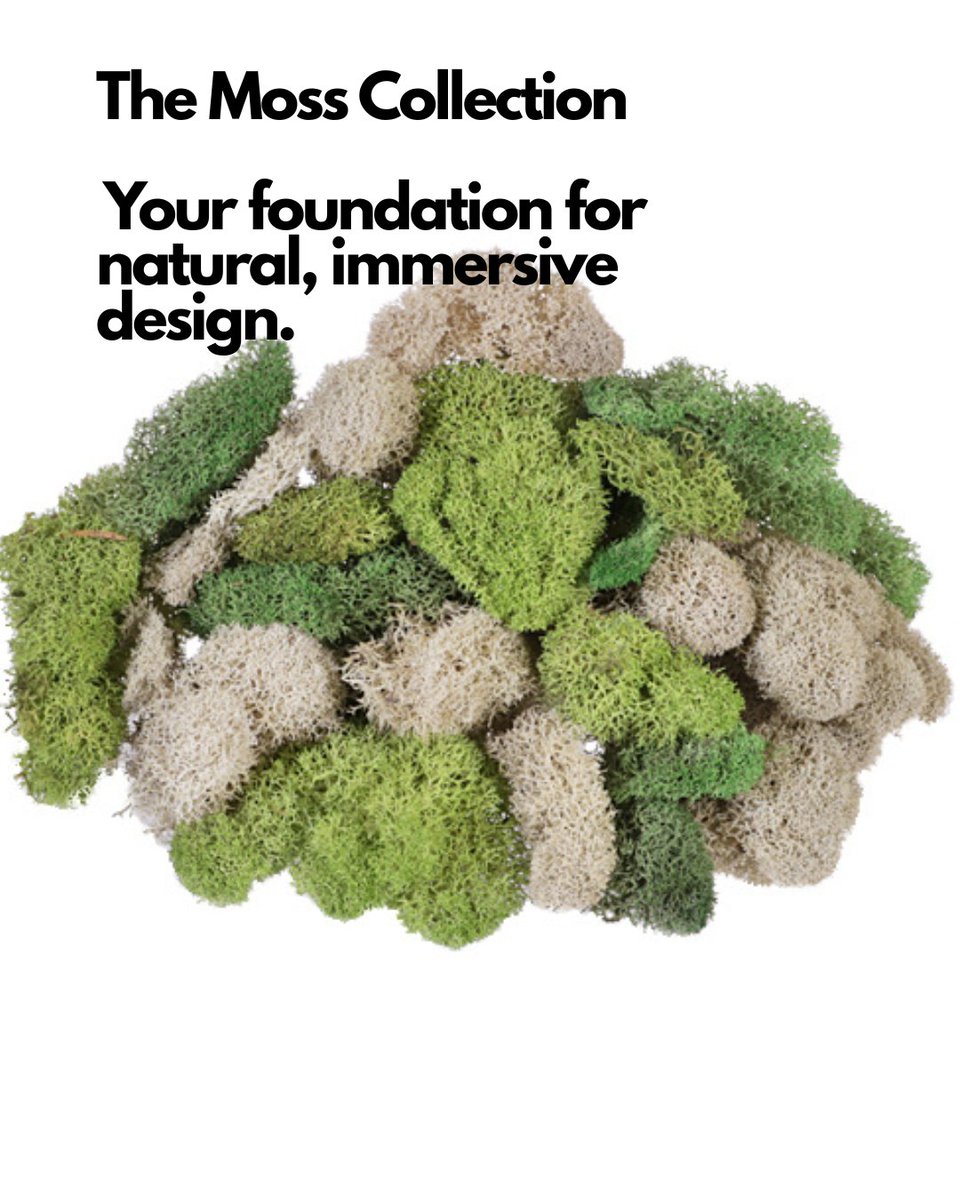Ground your designs in something real.
Our Wholesale Moss Collection brings the lush, organic textures that define woodland installations, garden‑style arrangements, and living tablescapes
florasource.flowers/181-moss
