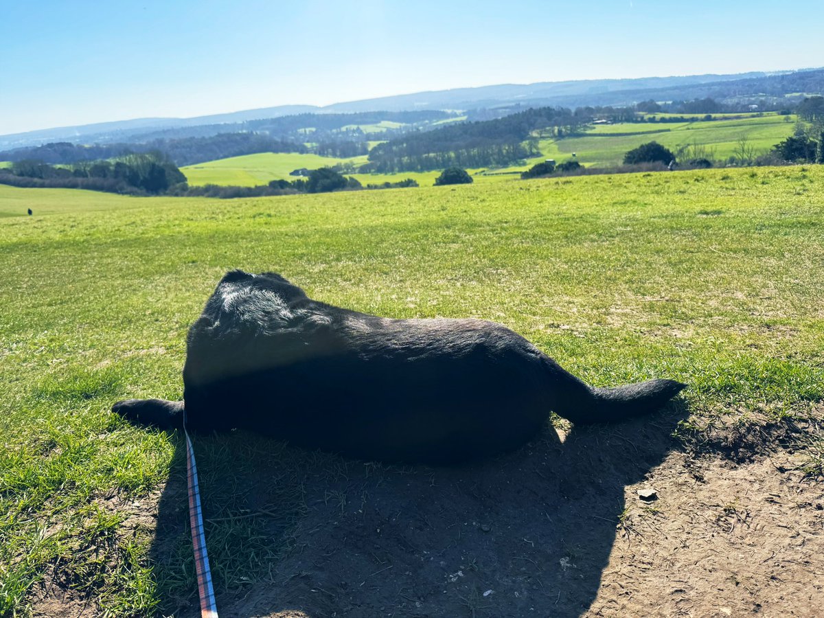 Jim and Olive🌈 Black Labs tweet media