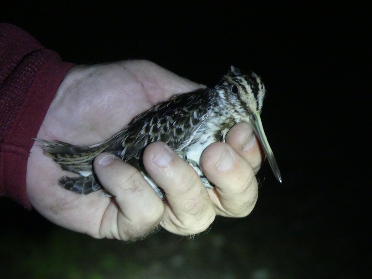 Iceni Bird Monitoring Group tweet media