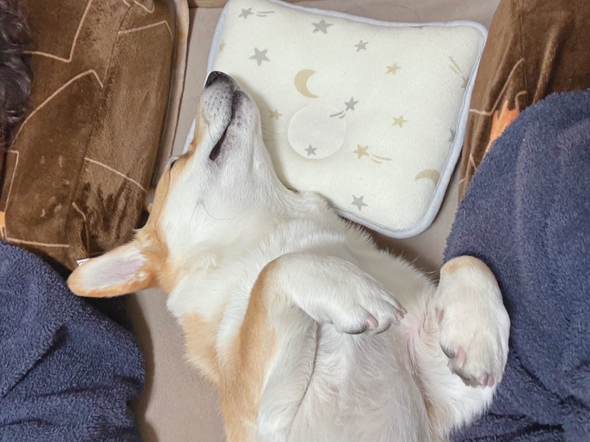 Corgi_Hanpen's tweet image. 枕を奪われることが多々あるので、西松屋で買ってきました。