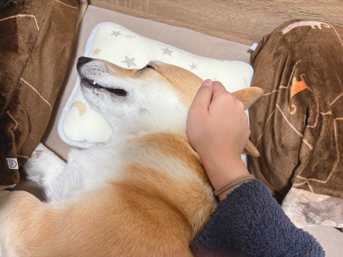 Corgi_Hanpen's tweet image. 枕を奪われることが多々あるので、西松屋で買ってきました。