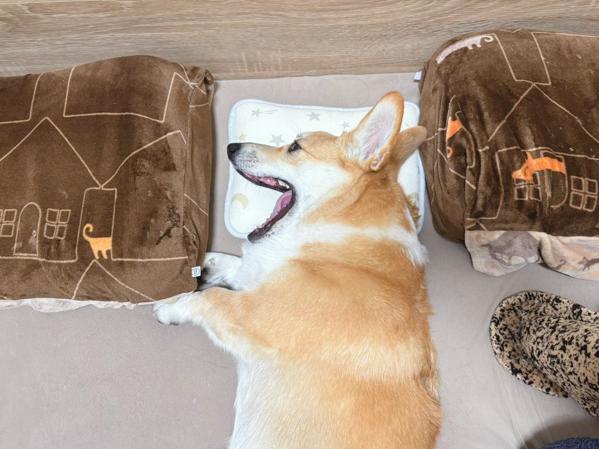 Corgi_Hanpen's tweet image. 枕を奪われることが多々あるので、西松屋で買ってきました。