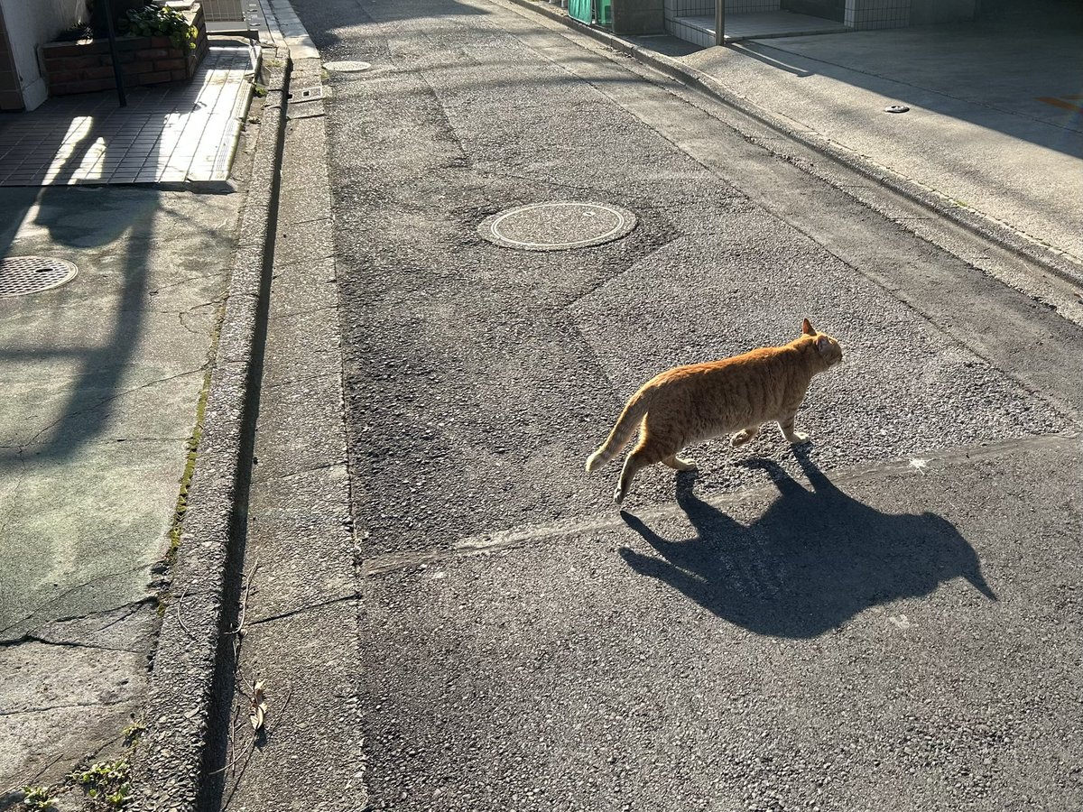 【正解】真ん中の電信柱の下でした🐈

この後ねこちゃんはのっしのっしとこちらまでやって来て、わたしを一瞥してからすたすたと去って行きました。 #cat