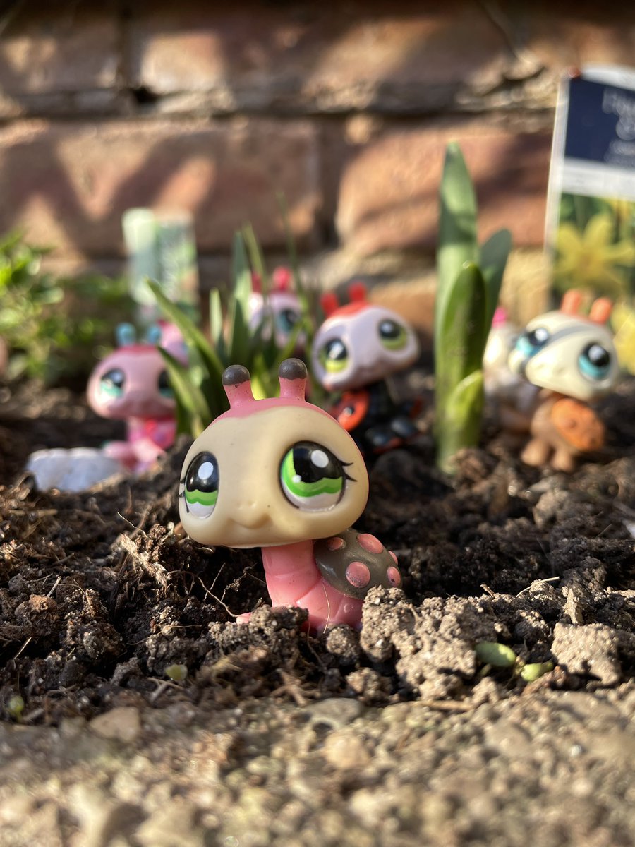 🐞girlbug🐞 tweet media