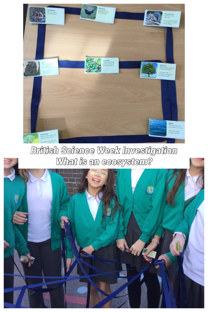 Year 5, British Science Week Investigation, What is an ecosystem? #Britishscienceweek2026