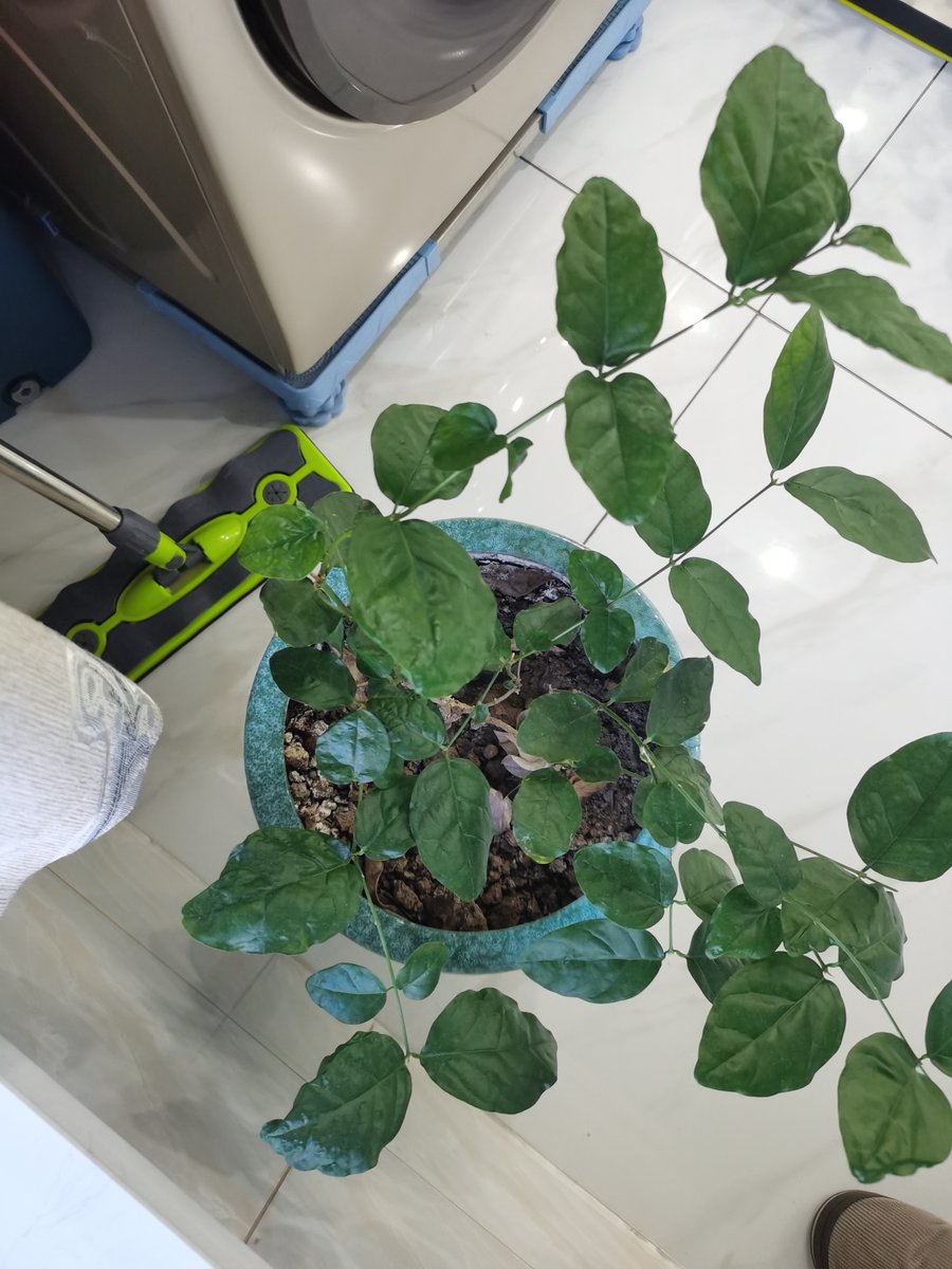 Simple Design tweet media