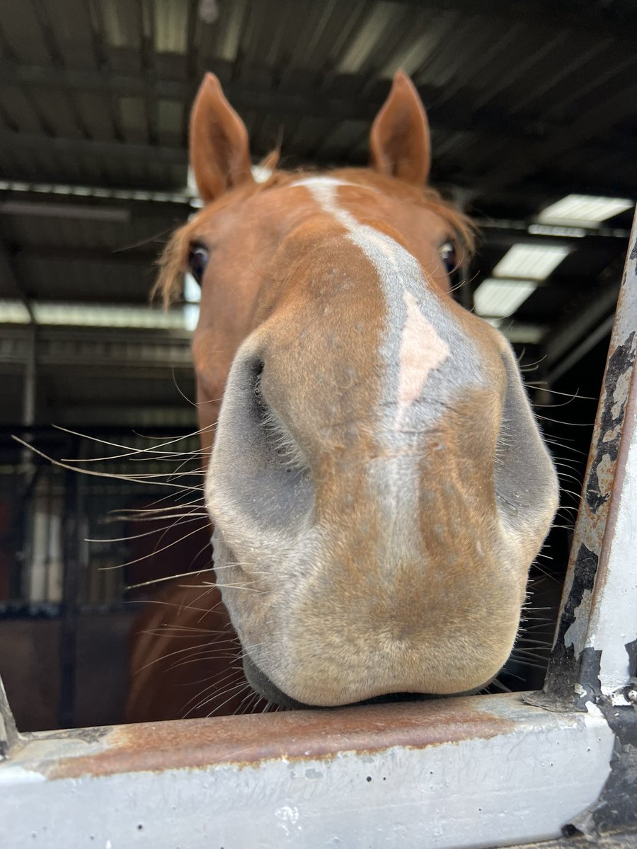 Lunar & Sunny 🐴 tweet media