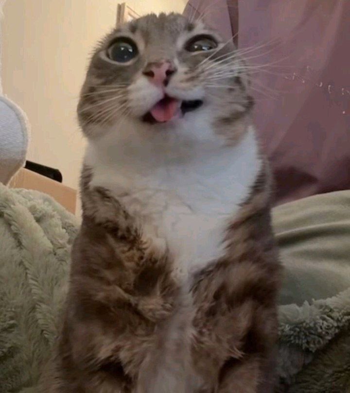 * ˚· ⋆ . Kat ☾ ⋆ ☄︎. ·˚ * tweet media