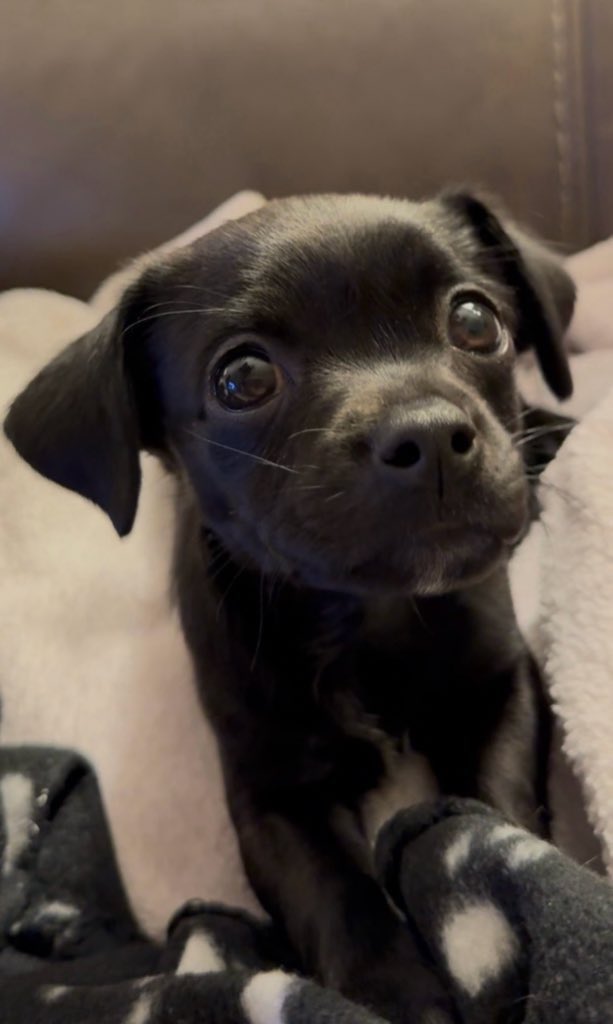 𝒜𝓃𝑔𝑒𝓁🪽 tweet media