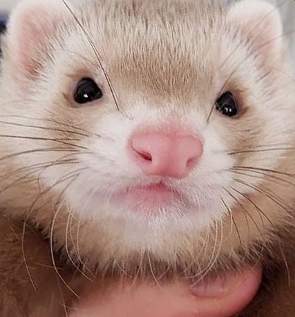 흰믐 (@executetraitor) on Twitter photo 