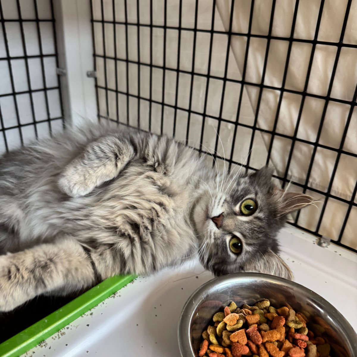 Tree House Humane Society tweet media