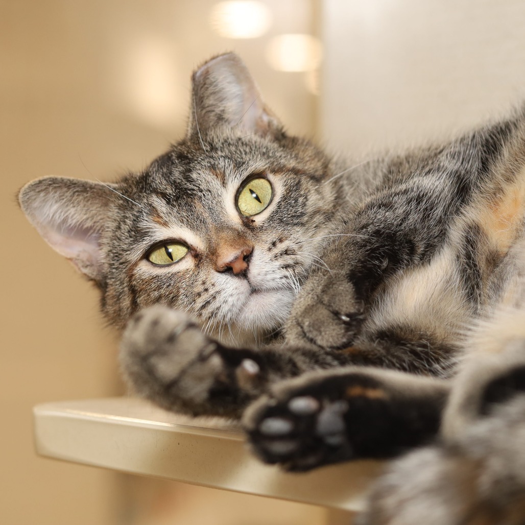 Tree House Humane Society tweet media