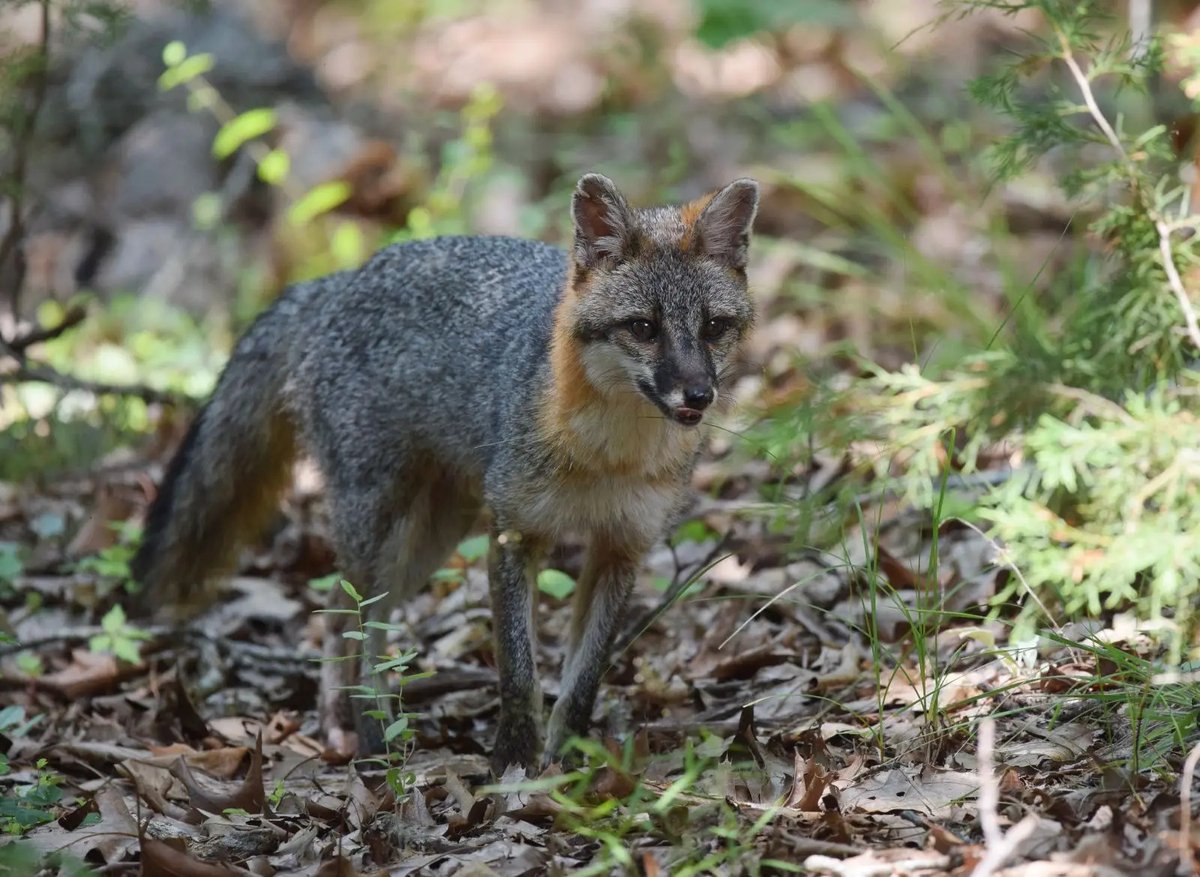 The Trapper tweet media